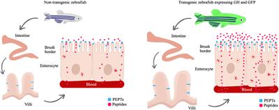 Growth Hormone Overexpression Induces Hyperphagia and Intestinal Morphophysiological Adaptations to Improve Nutrient Uptake in Zebrafish